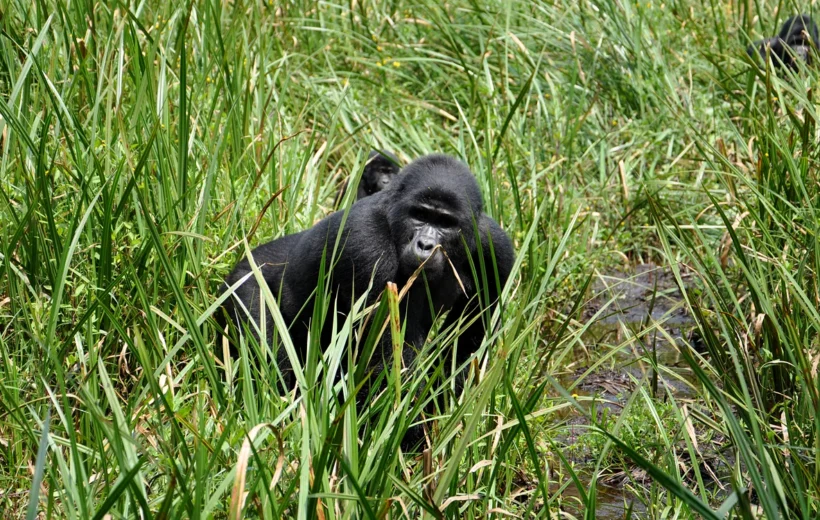 Masai Mara’da Goril Safari